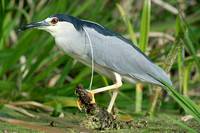 Wildlife